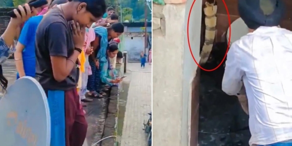 Hindistan’da bir evin klozetinden çıkan dev kobra yılanı paniğe neden oldu