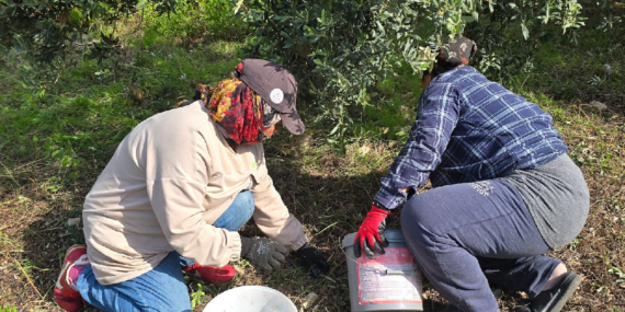 Hatay’da halhalı zeytini hasadı başladı: bahçede kilogram 150 TL